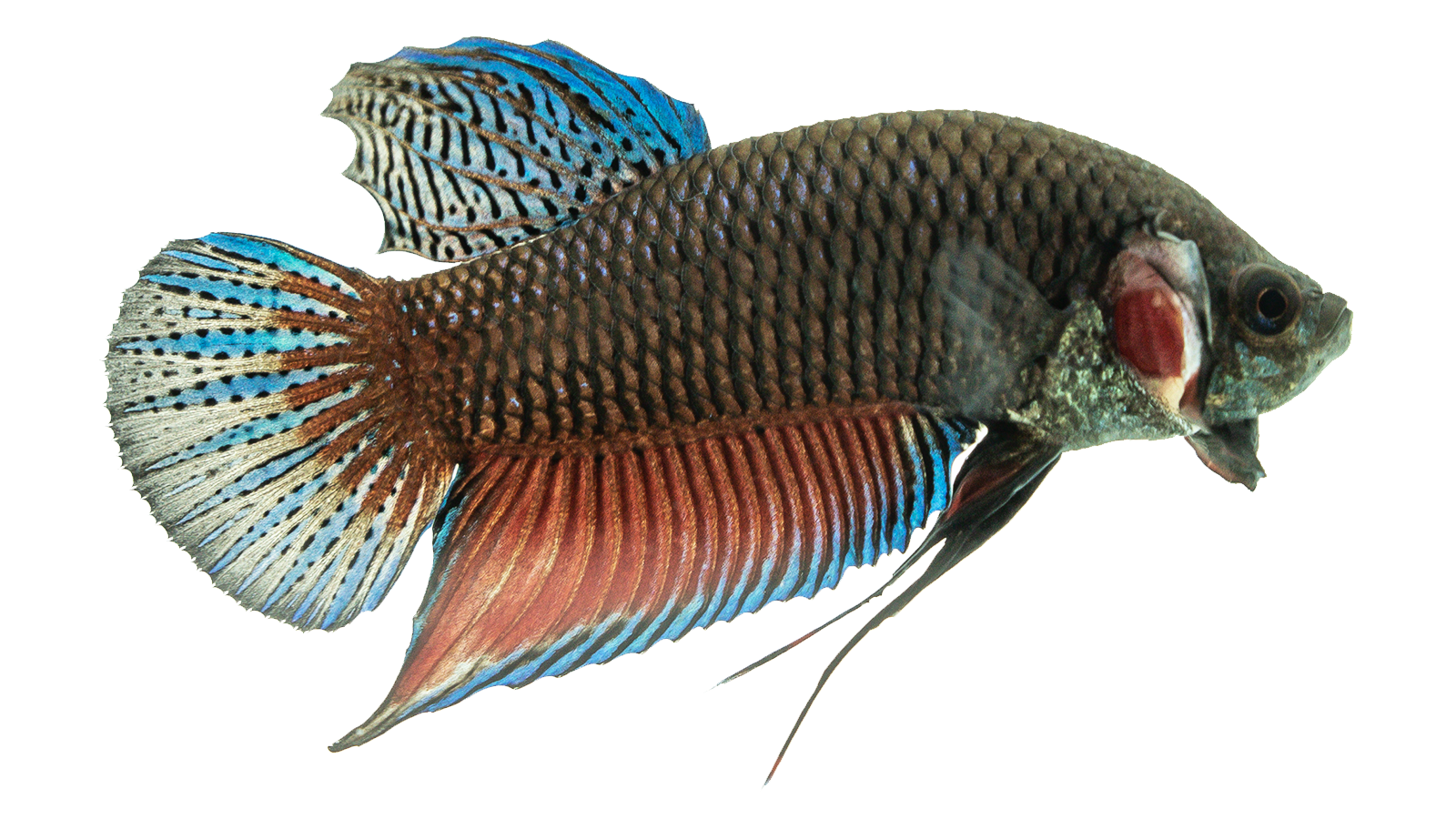 Betta fish